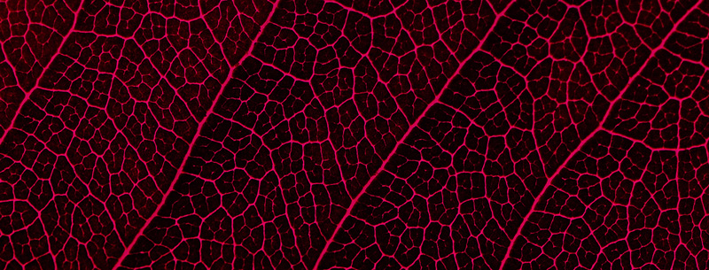 an extreme close up of a leaf
